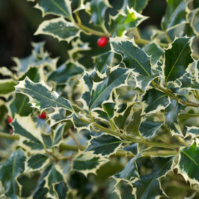 Houx argenté sur tige - Ilex aquifolium Argentea Marginata - Willemse