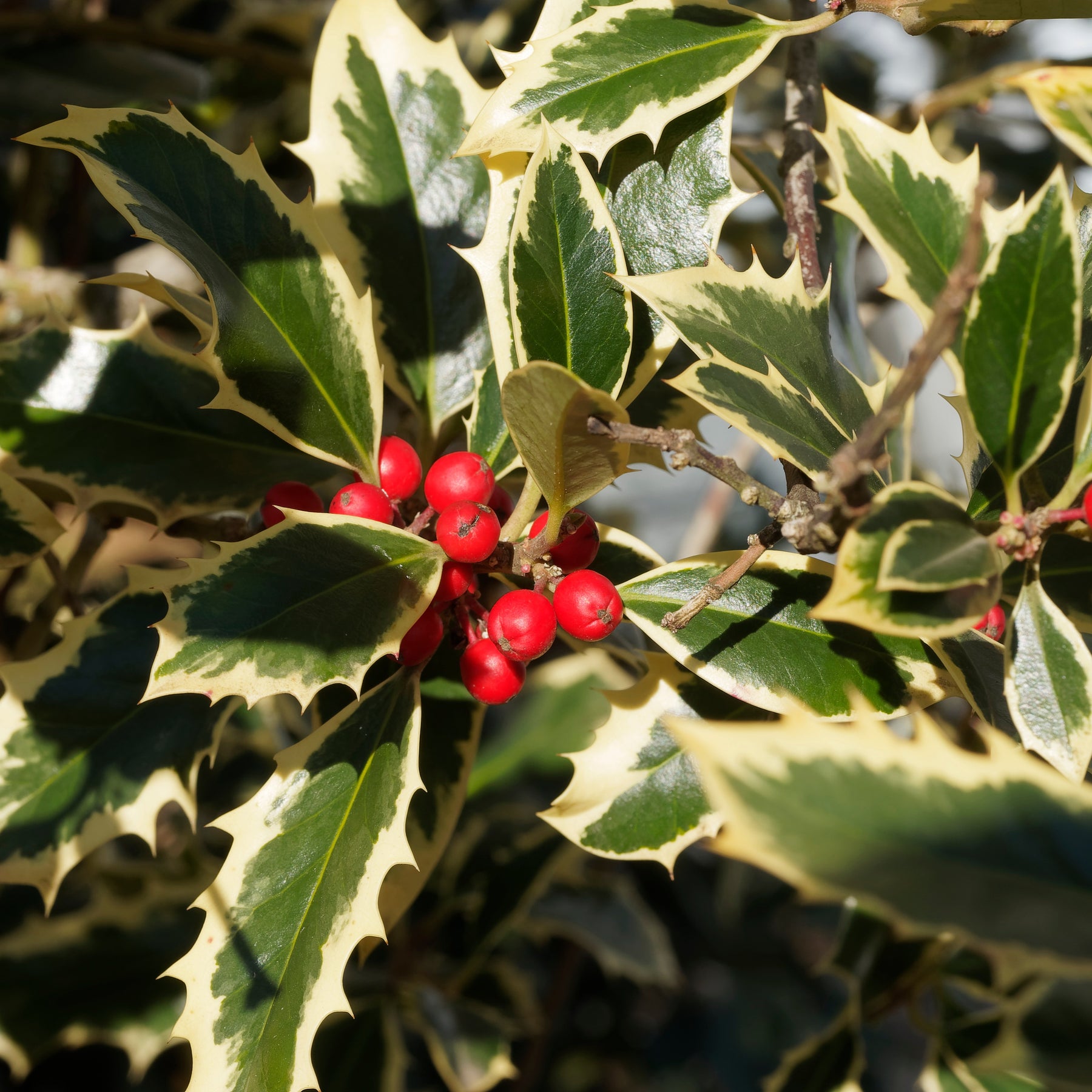 Ilex aquifolium Argentea Marginata - Houx argenté sur tige - Houx