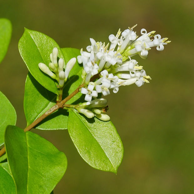 Troènes - Haie de Troènes verts - Ligustrum ovalifolium
