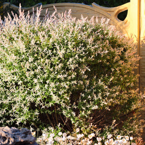 Saule - Saule crevette en buisson - Salix integra hakuro nishiki