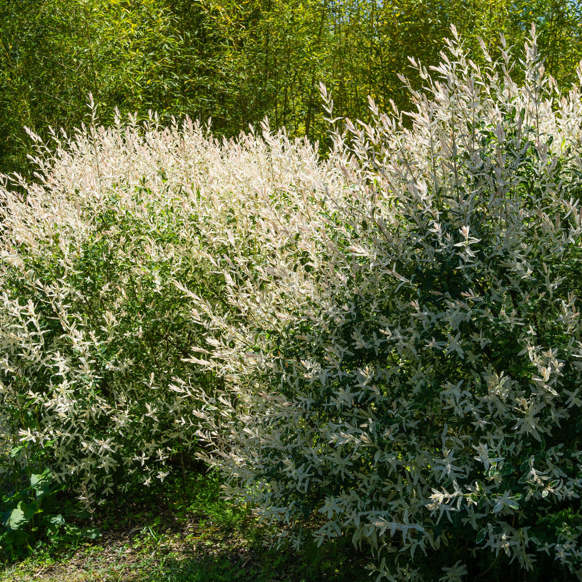 Saule crevette en buisson - Willemse