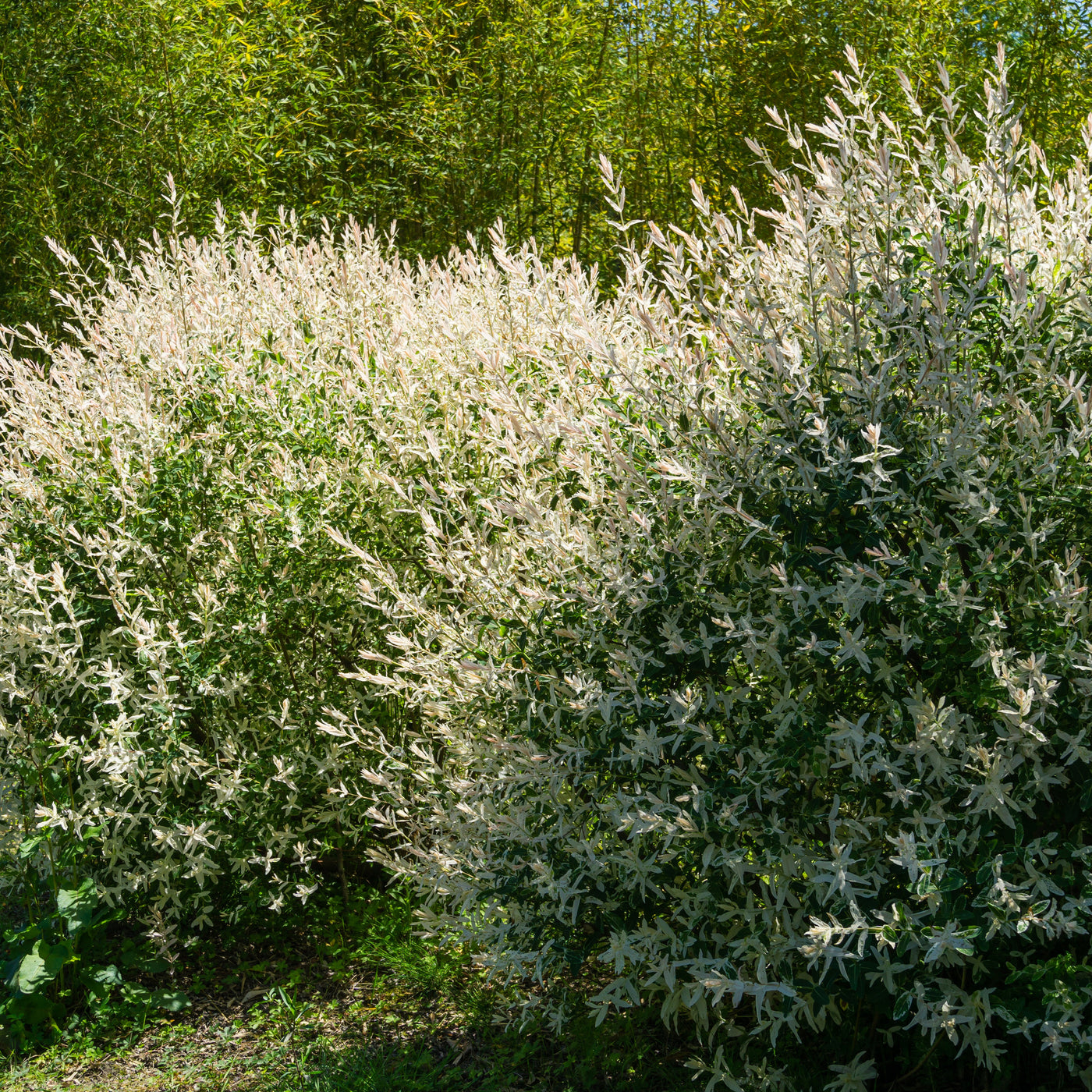 Saule crevette en buisson - Willemse