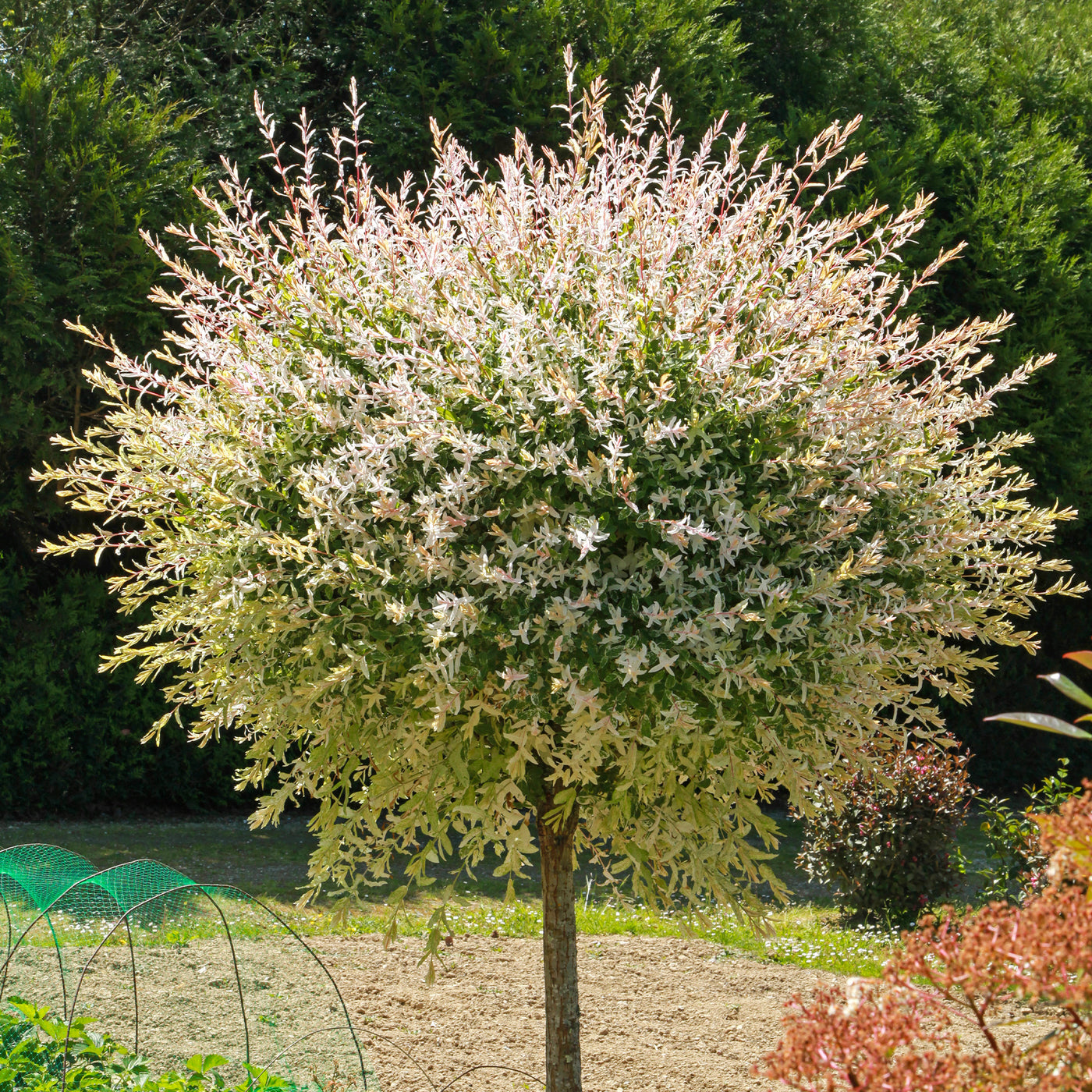 Saule crevette sur tige - Willemse