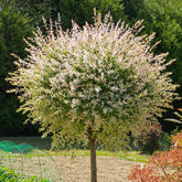 Saule crevette sur tige - Willemse