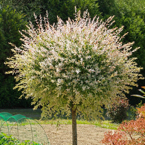 Saule crevette sur tige - Willemse