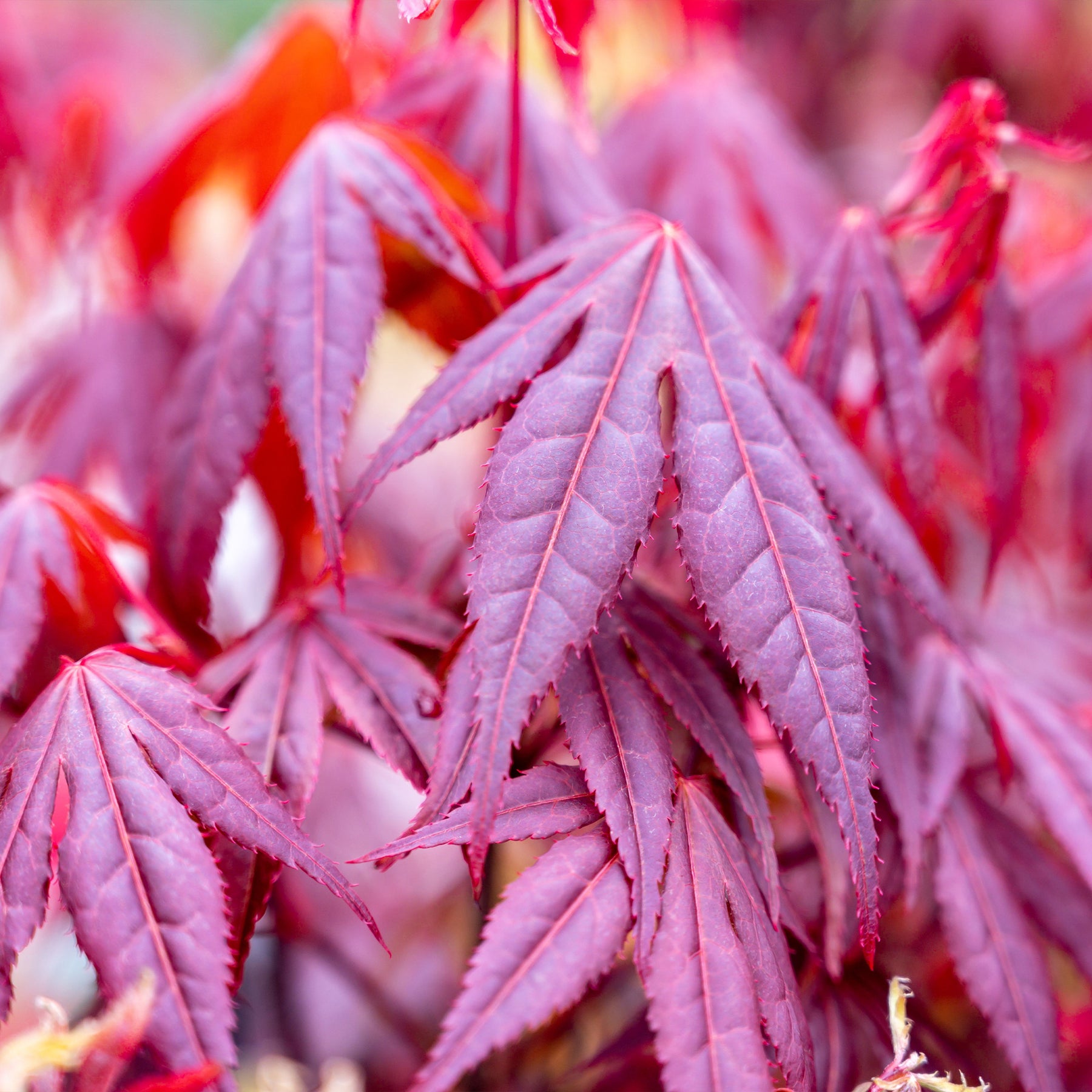 Acer palmatum Shaina - Erable du Japon Shaina - Erable du Japon