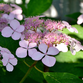 Hortensias - Hortensia été indien - Hydrangea serrata Indian Summer