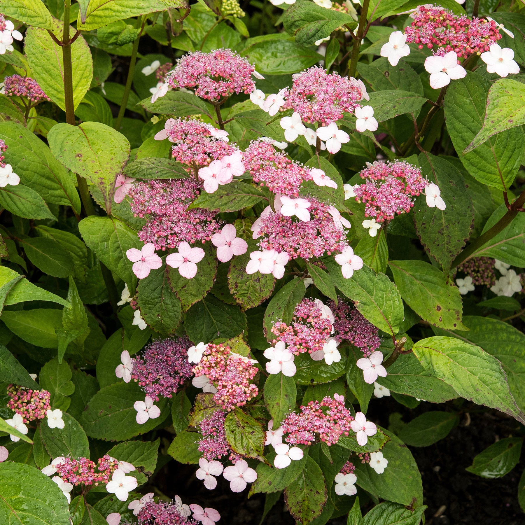 Hydrangea serrata Indian Summer - Hortensia été indien - Hortensias
