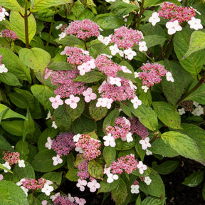 Hydrangea serrata Indian Summer - Hortensia été indien - Hortensias