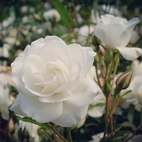 Rosa korbin - Rosier sur tige Korbin - Rosiers sur tige