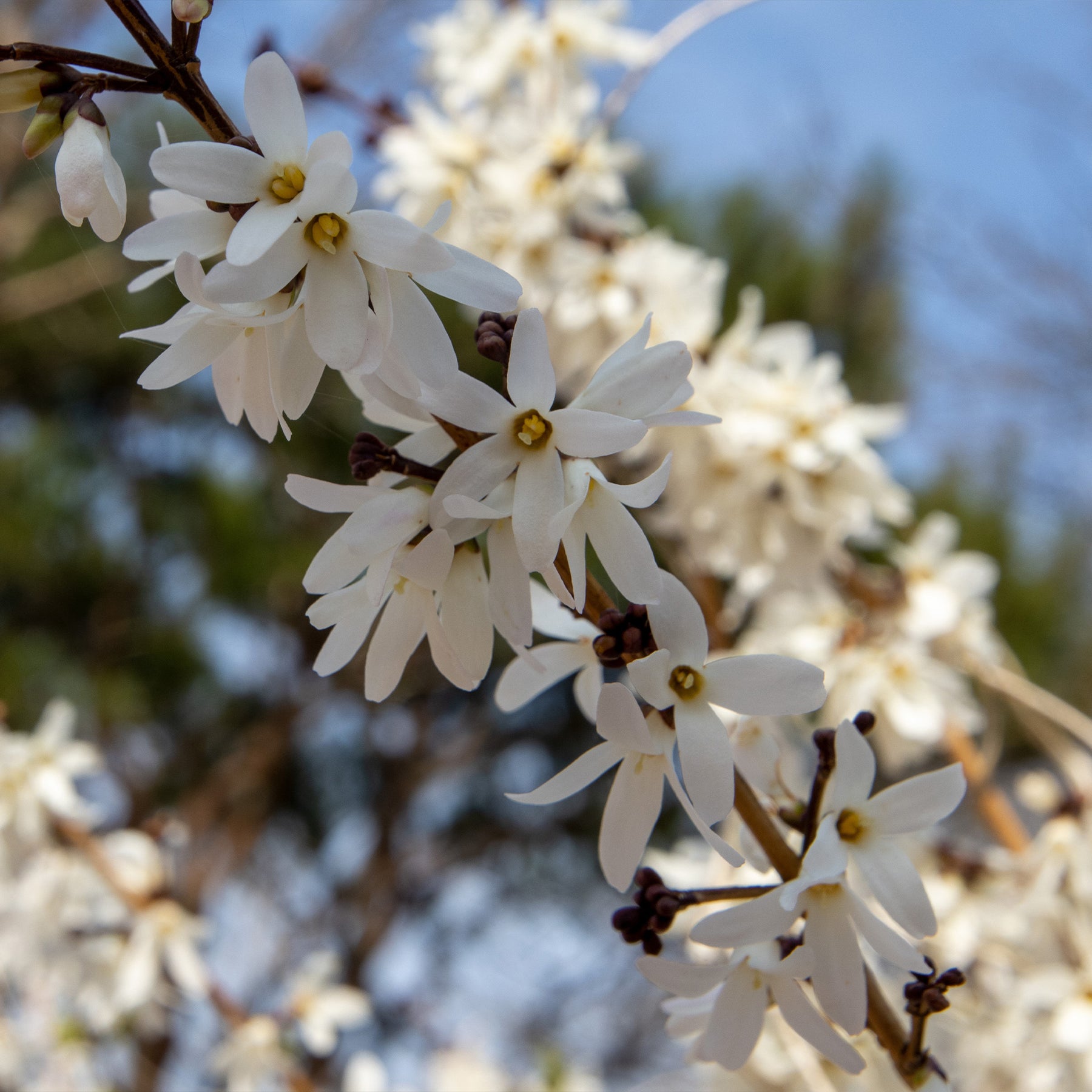 Abéliophylle - Abeliophyllum - Forsythias blanc et rose - Abeliophyllum distichum