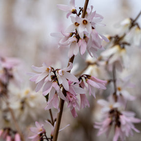 Vente Forsythias blanc et rose - Abeliophyllum distichum