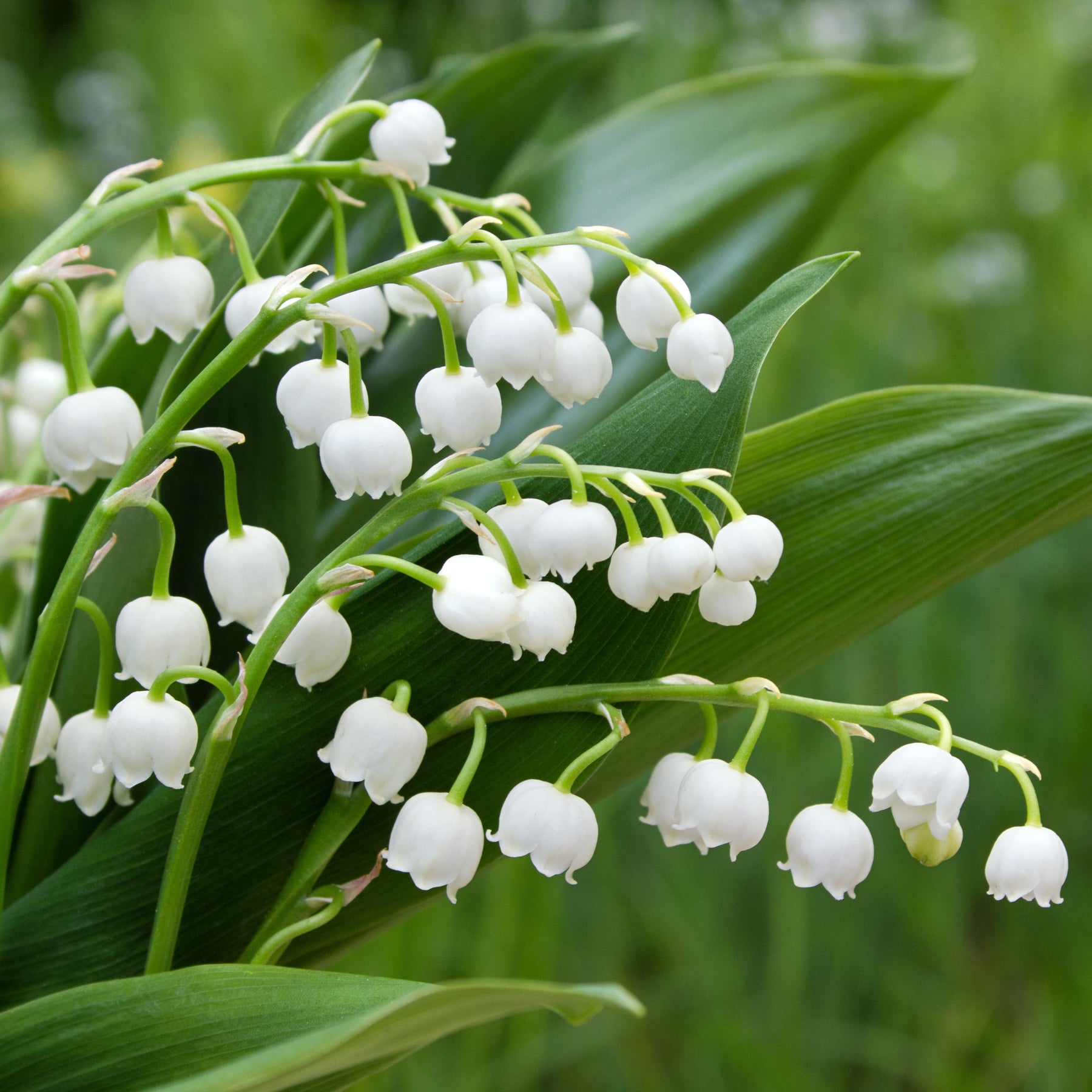 Muguet - Muguet blanc - Convallaria majalis