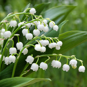 Muguet - Muguet blanc - Convallaria majalis