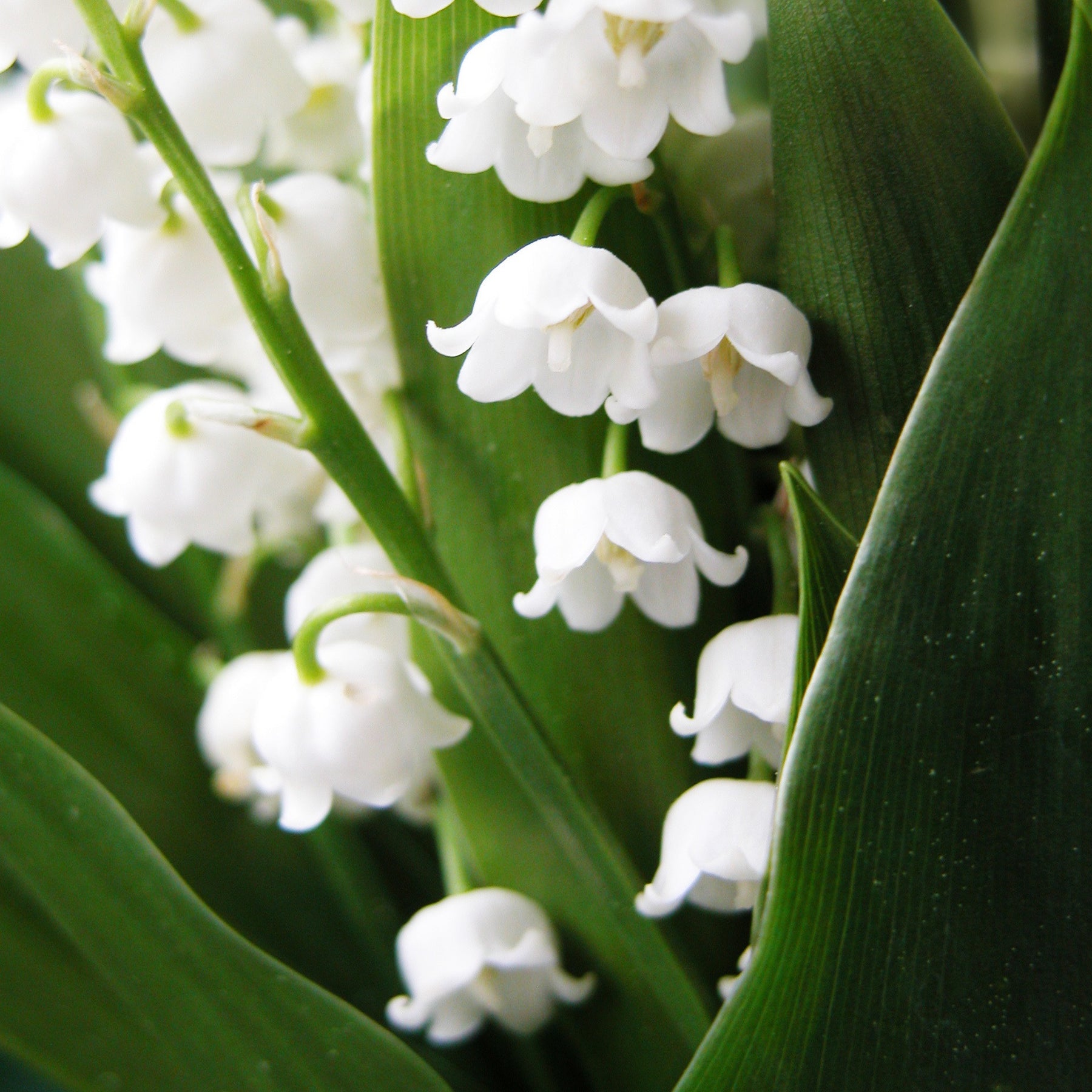 Vente Muguet blanc - Convallaria majalis