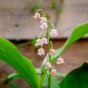 Convallaria majalis - 9 Muguets en mélange : blanc, rose, géant de Bordeaux - Muguet