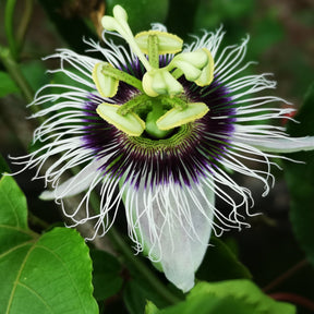Passiflores - Fruit de la passion Frederick - Passiflora edulis frederick