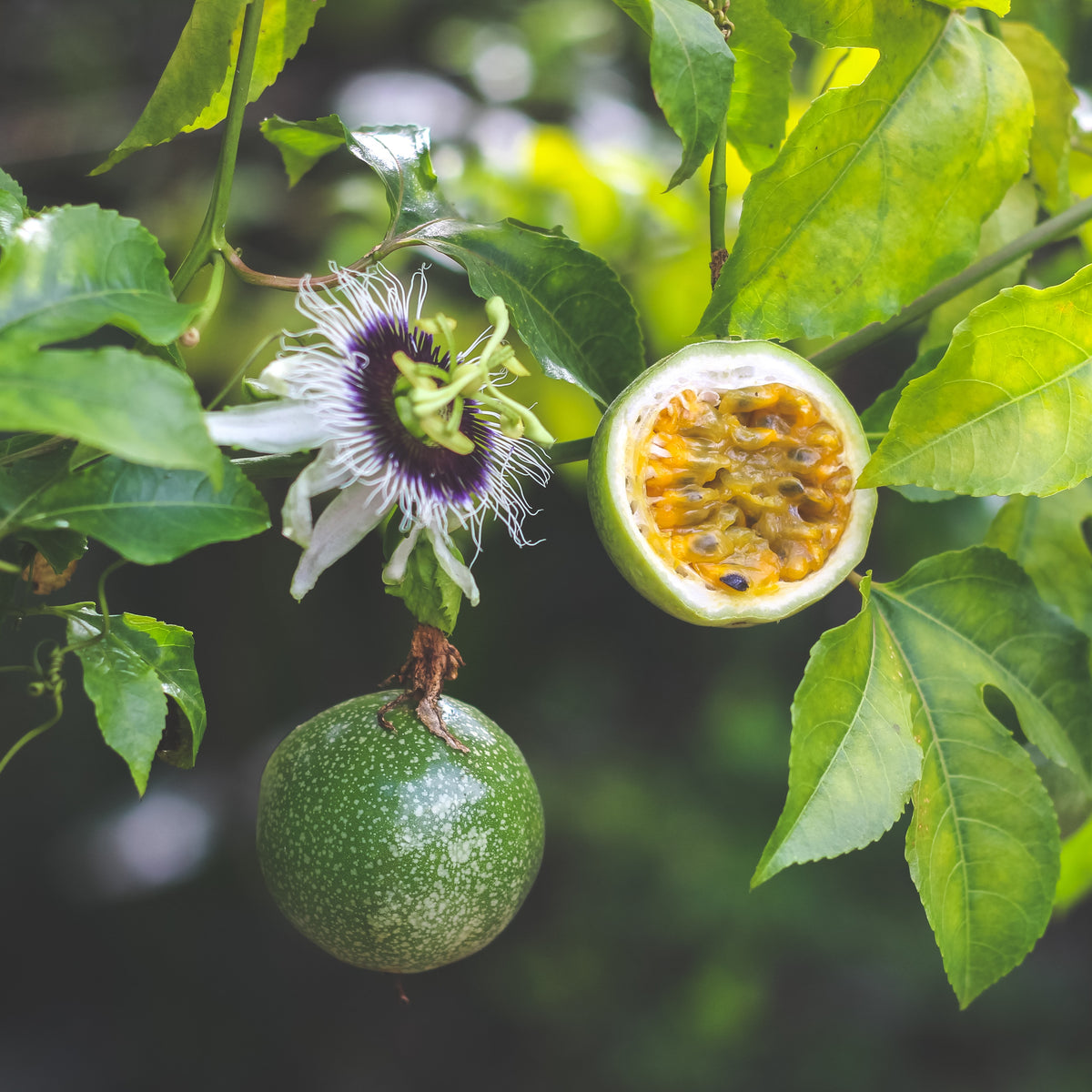 Fruit de la passion Frederick - Passiflora edulis frederick - Willemse