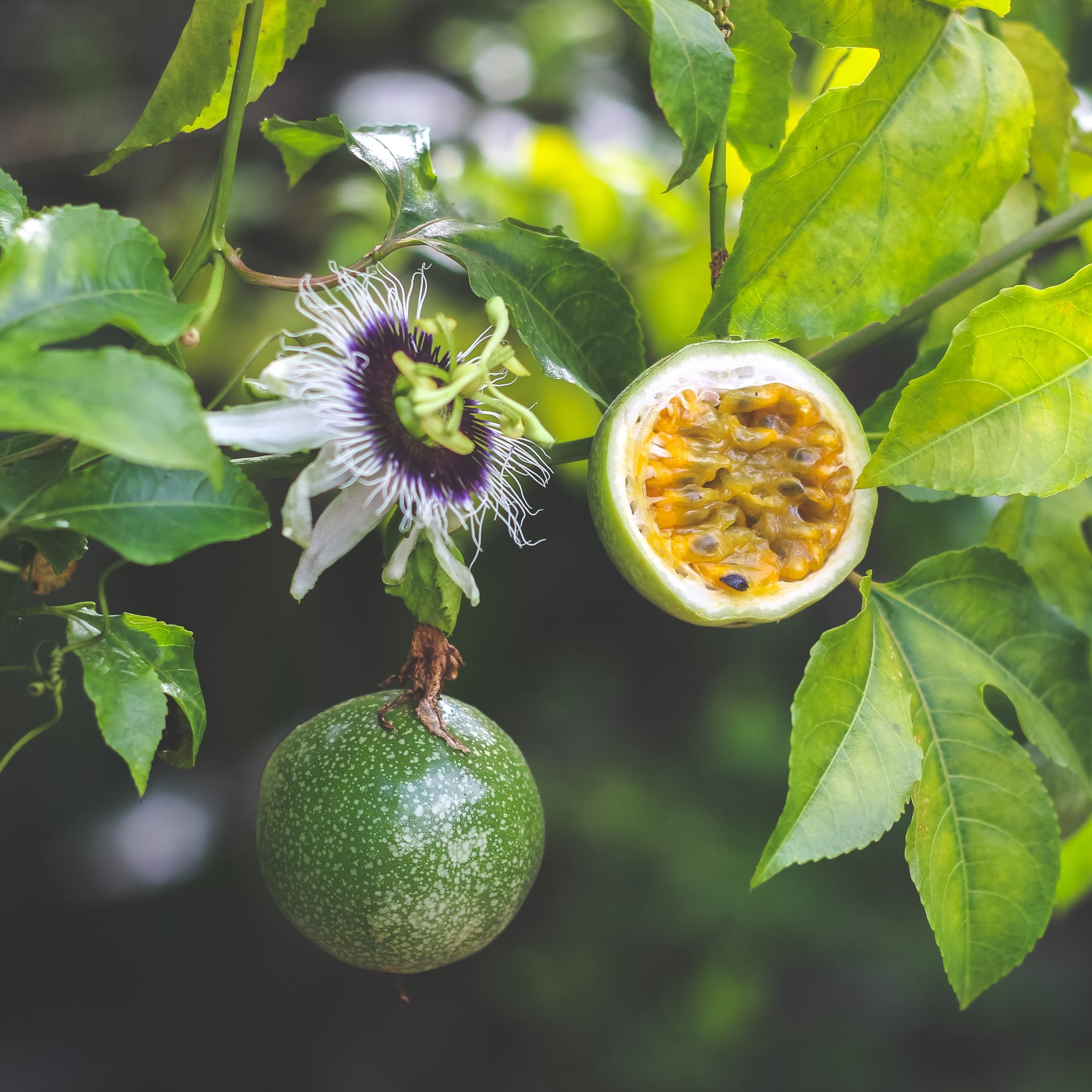 Fruit de la passion Frederick - Passiflora edulis frederick - Willemse