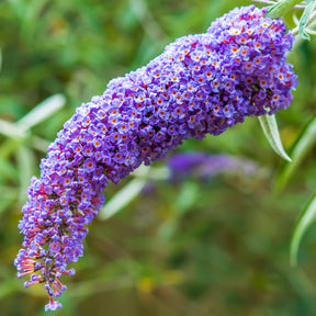 Buddleja dreaming lavender - Arbre à papillons Dreaming Lavender - Arbres aux papillons