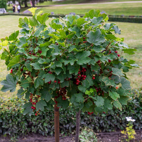 Vente Groseillier rouge sur tige - Ribes rubrum Jonkheer van Tets