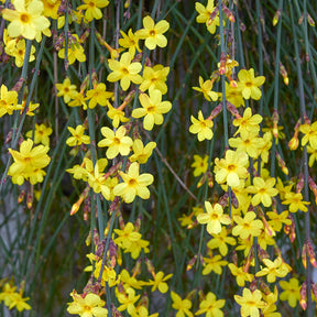 Jasminum nudiflorum - Jasmin d'hiver - Jasmins