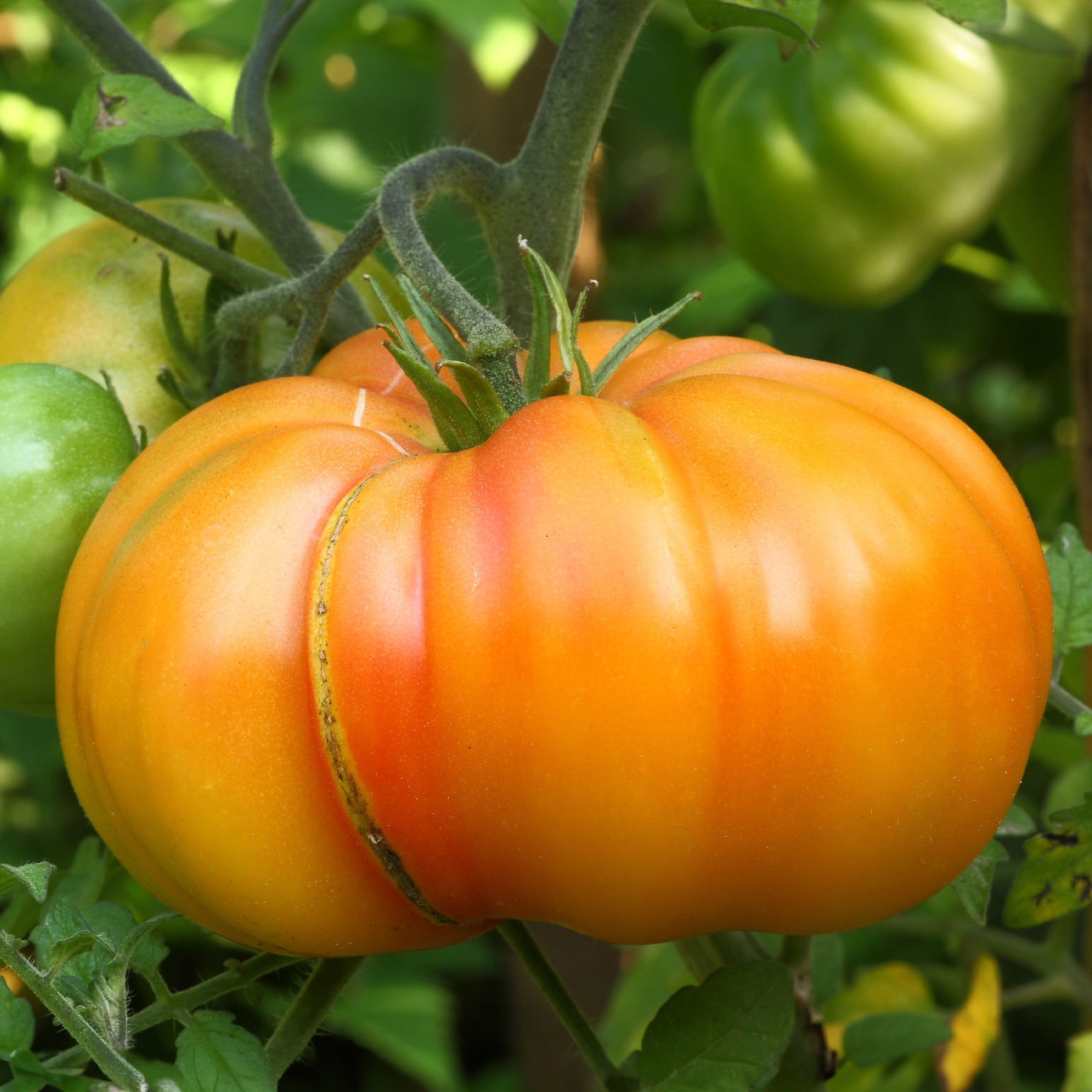 Tomate Ananas - Solanum lycopersicum ananas - Willemse