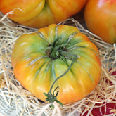 Tomate Ananas - Willemse