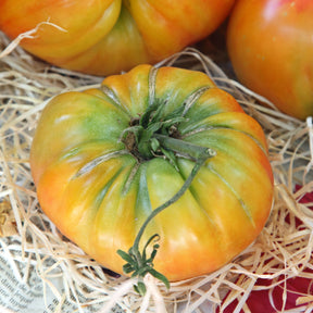 Tomate Ananas - Willemse