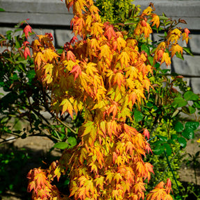 Erable du Japon - Erable du Japon Rêve orange - Acer palmatum orange dream