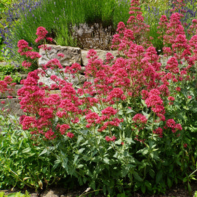 Delphinium, gypsophila paniculata, centranthus ruber - Collection de 11 plantes vivaces pour massifs champêtres - Collections de vivaces