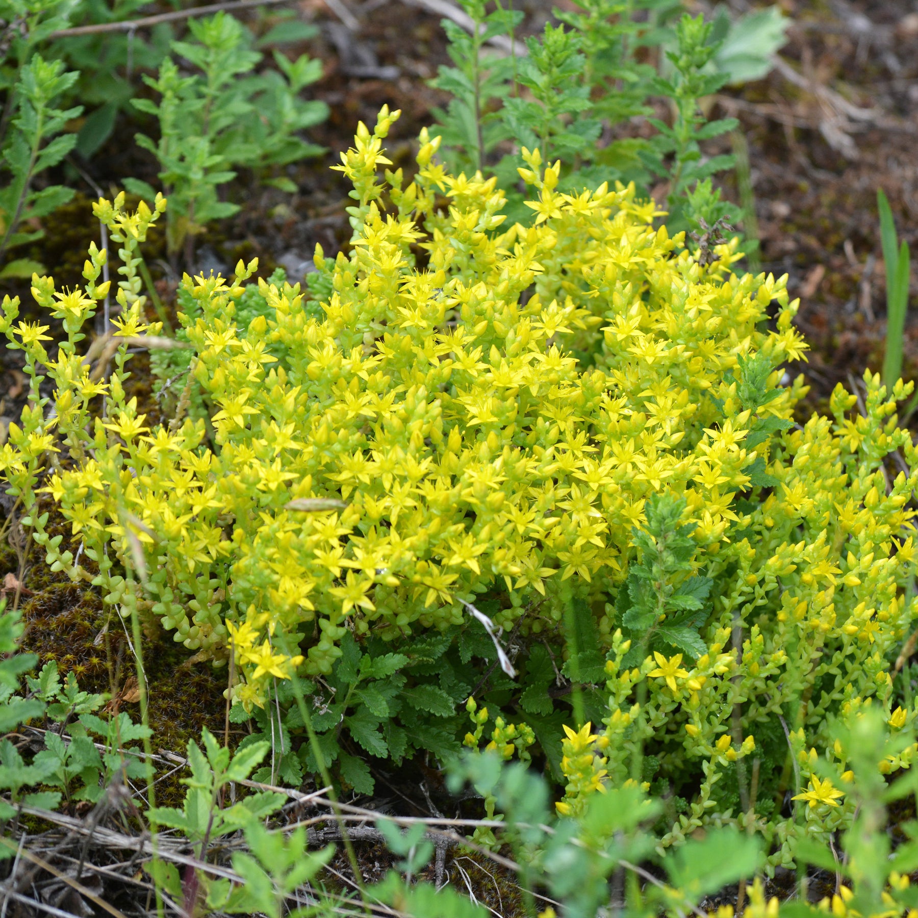 Sédums - 2 Sedum acre - Poivre des murailles - Sedum acre