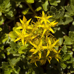Vente 2 Sedum acre - Poivre des murailles - Sédums