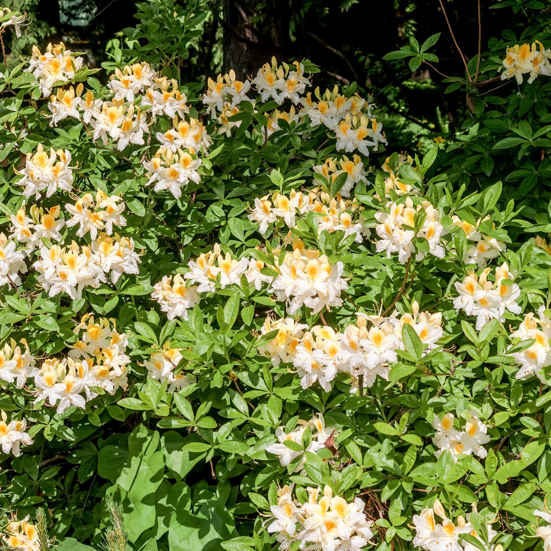 Azalée de Chine blanche - Rhododendron (Azalea) mollis Persil - Willemse
