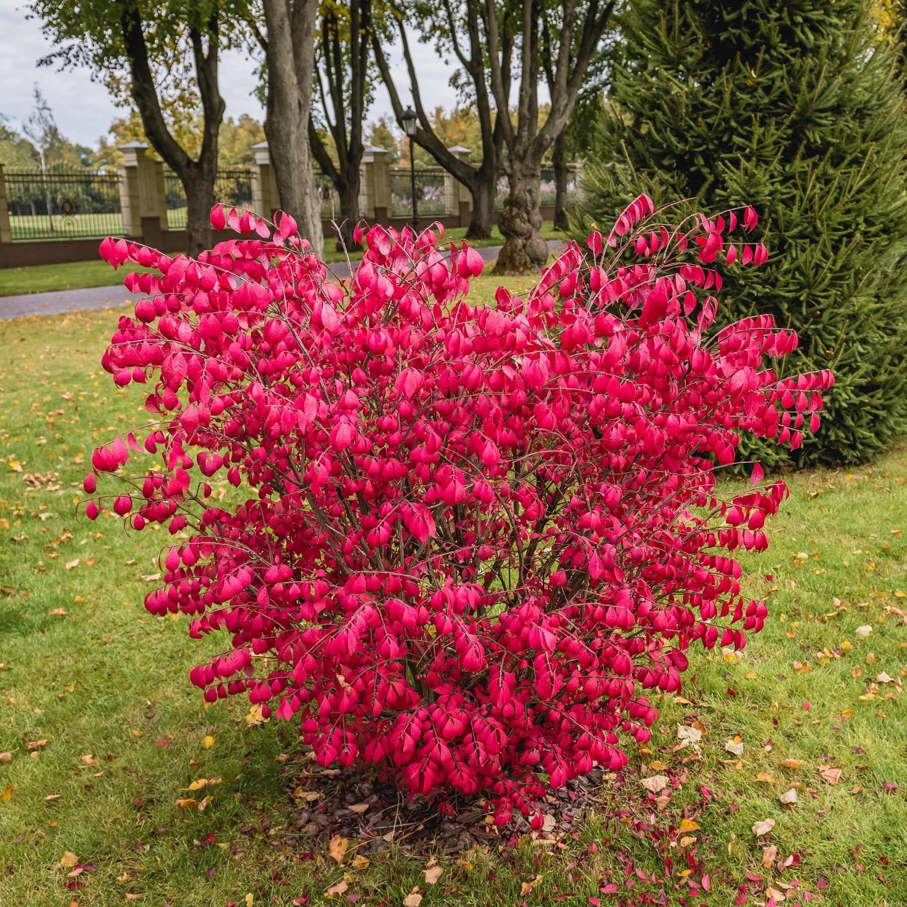 Euonymus alatus - Fusain ailé - Fusain