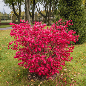 Euonymus alatus - Fusain ailé - Fusain