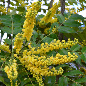 Mahonias - Mahonia Charity - Mahonia media Charity