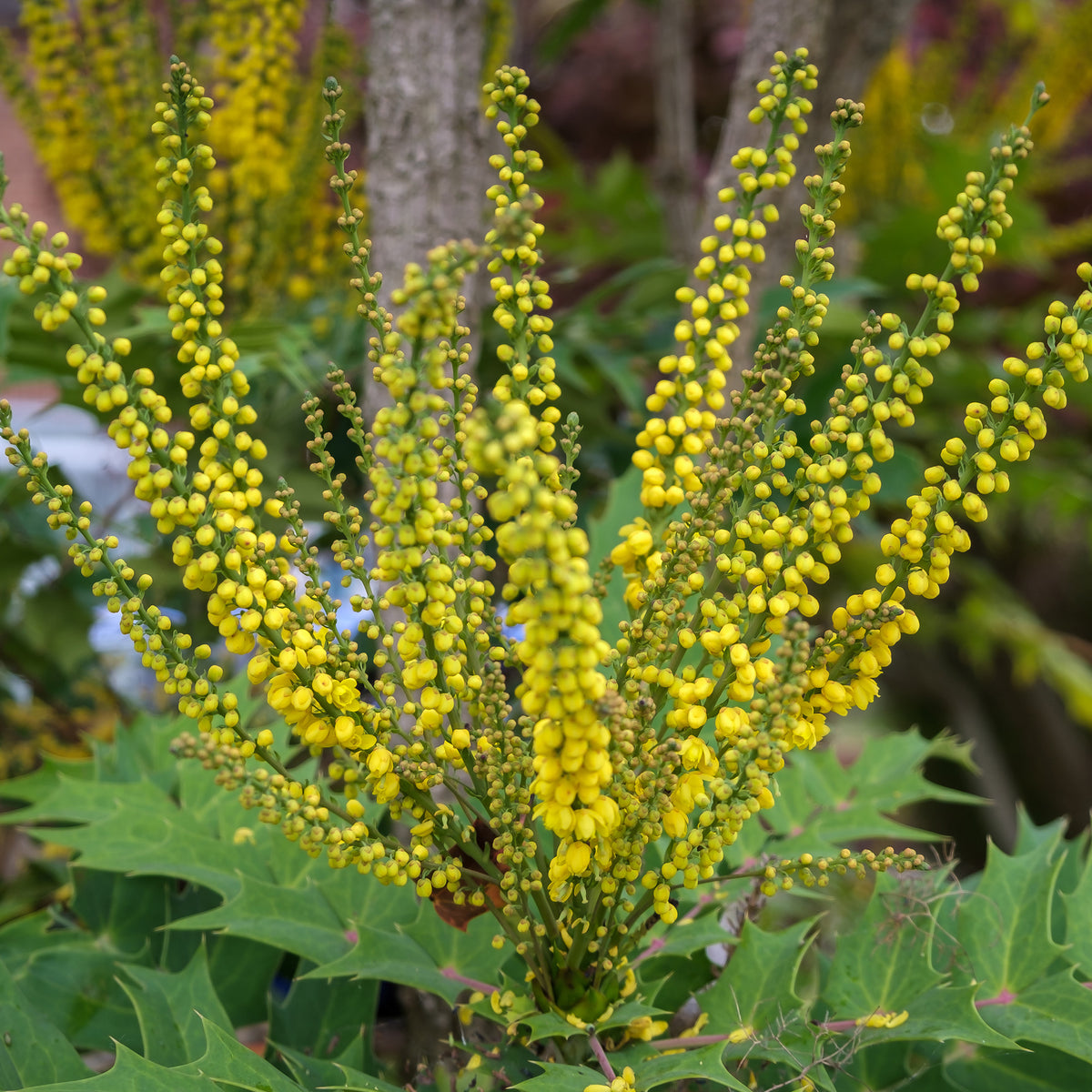 Mahonia Charity - Willemse