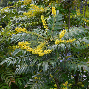 Mahonia media Charity - Mahonia Charity - Mahonias