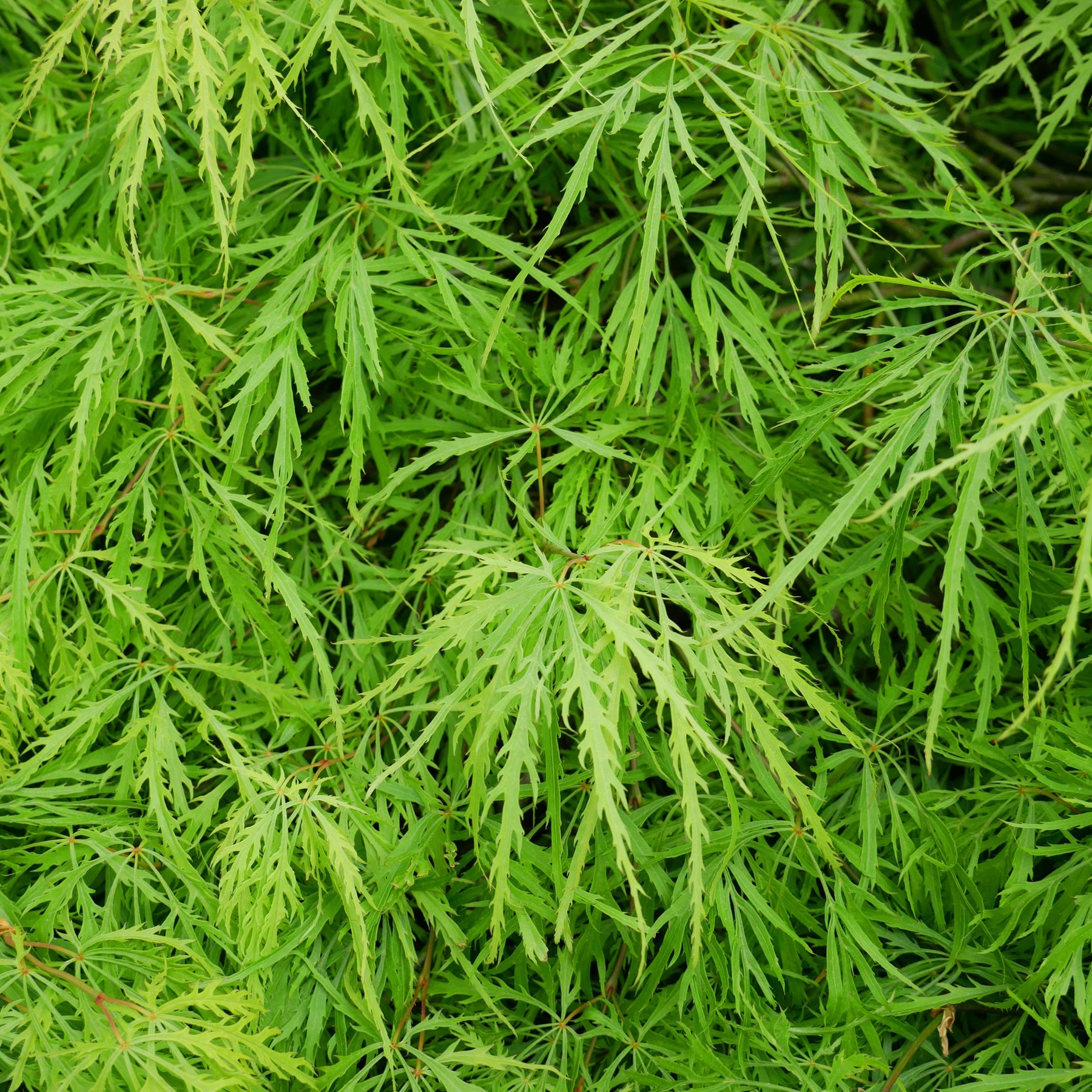 Erable du Japon Emerald Lace - Acer palmatum emerald lace - Willemse