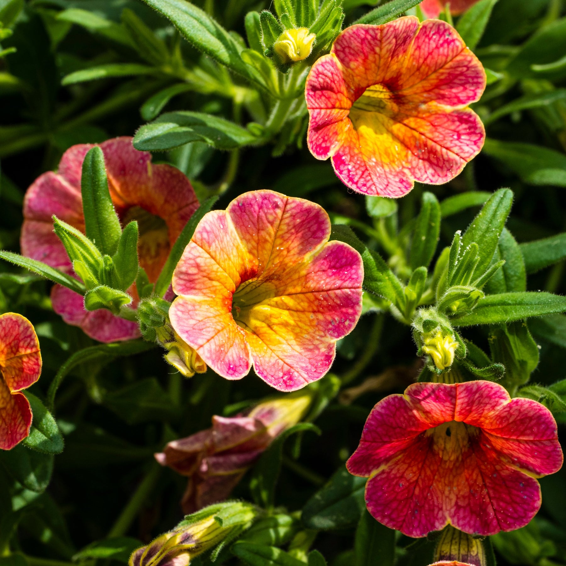 3 Pétunias retombants jaunes roses - Petunia cascadias Indian Summer - Willemse