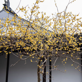 Chimonanthe précoce - Chimonanthus praecox - Willemse