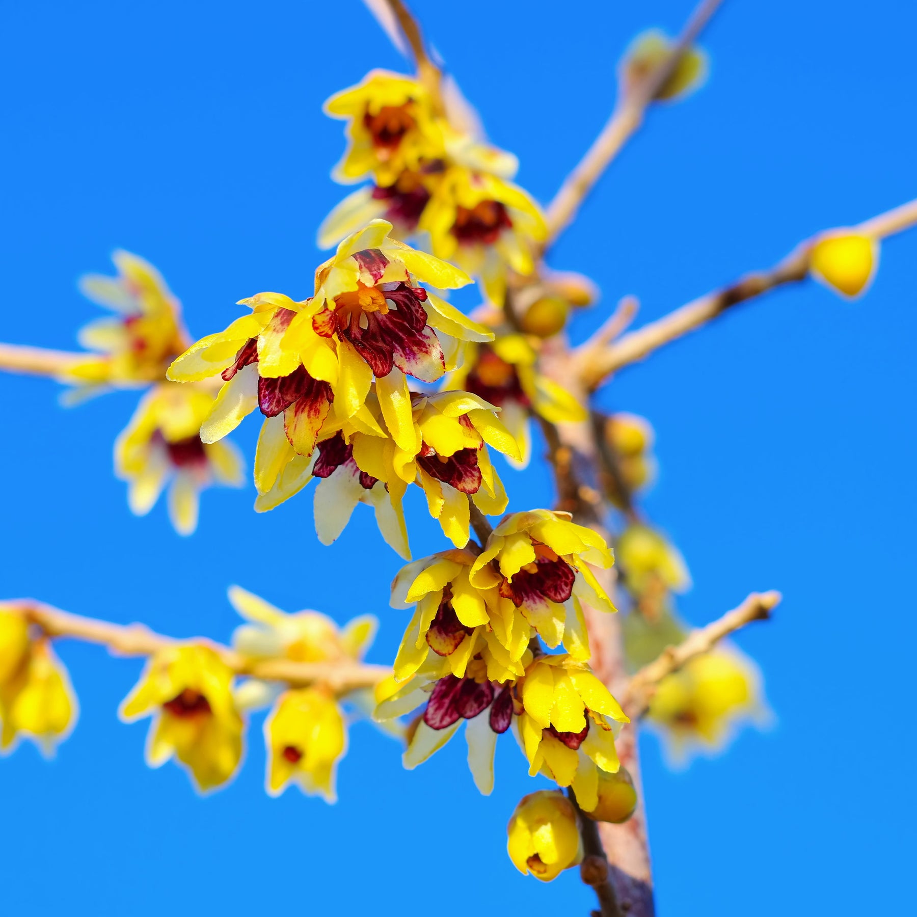 Chimonanthus praecox - Chimonanthe précoce - Arbustes à fleurs