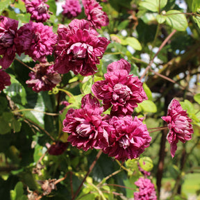 Clematis viticella Purpurea Plena Elegans - Clématite double pourpre - Clématites