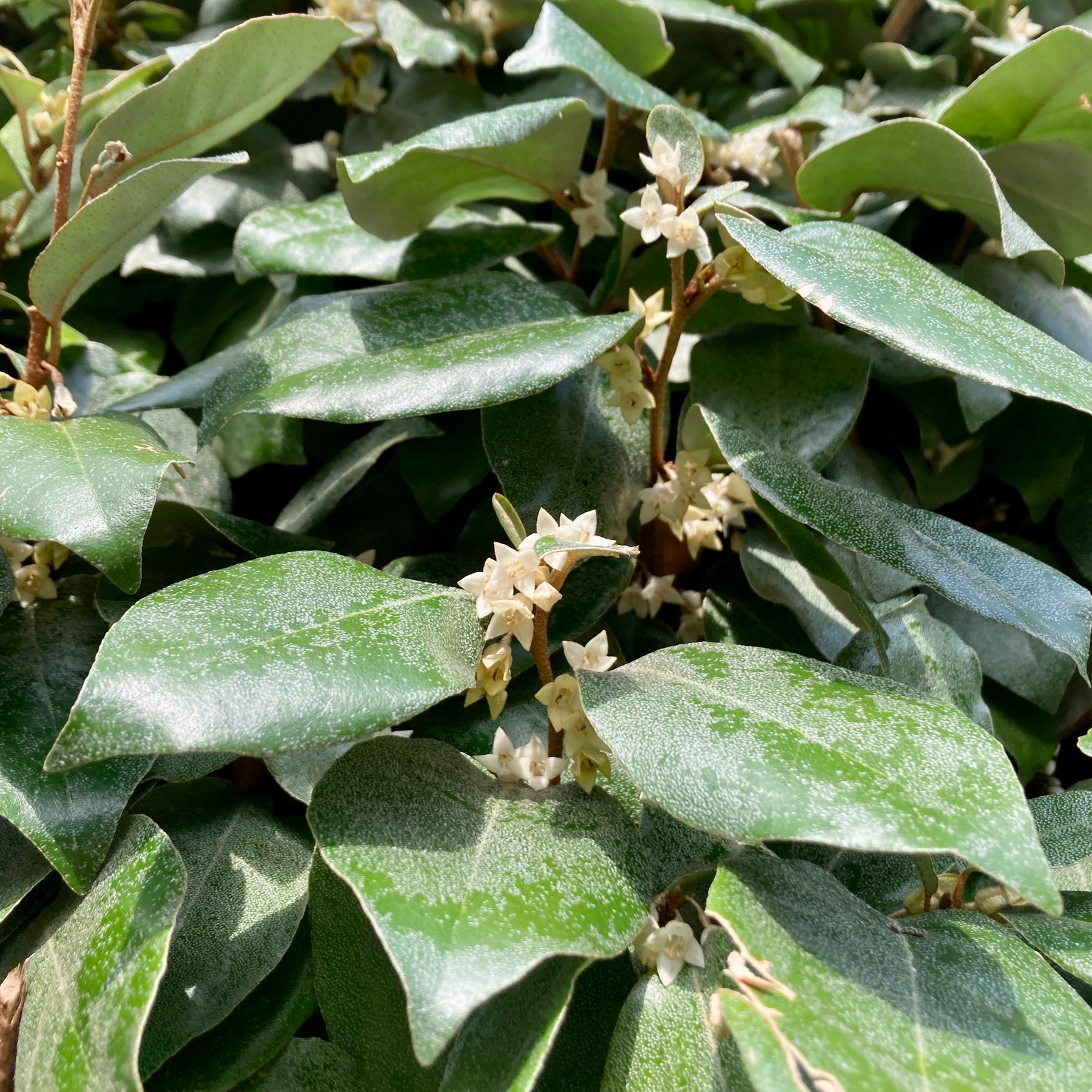 Eleagnus - Eleagnus ebbingei - Willemse