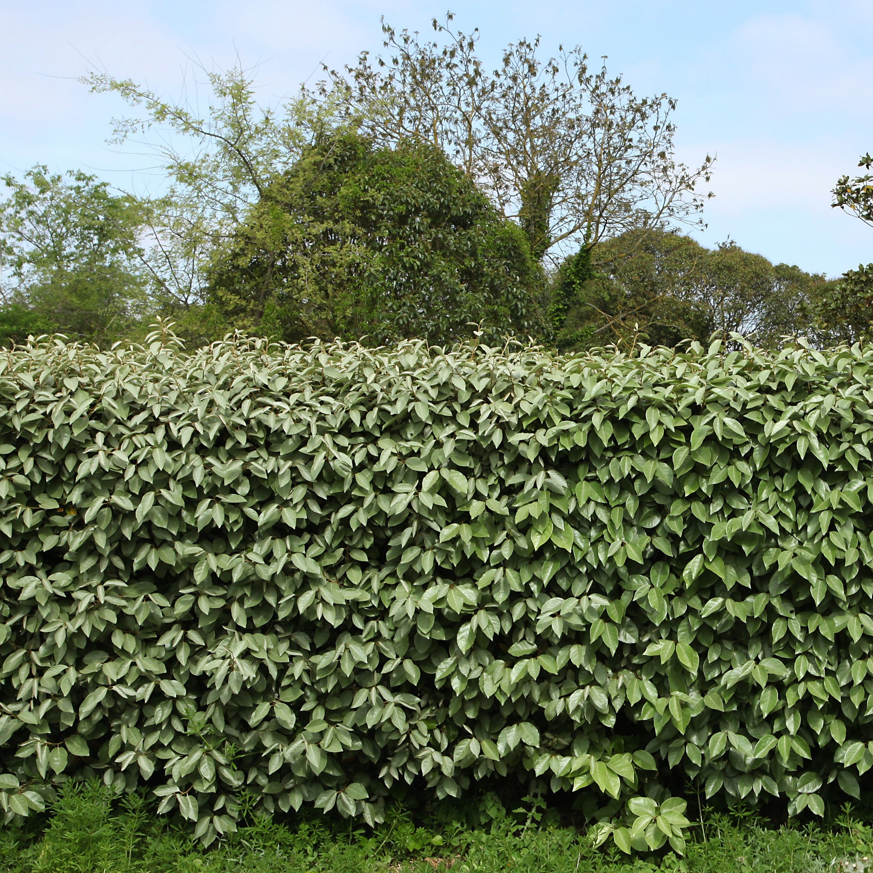 Eleagnus - Willemse