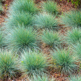 Fétuque bleue - Willemse