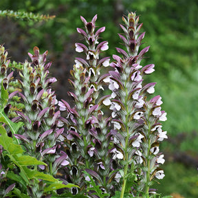 Acanthus mollis, Heliopsis scabra, Aconitum napellus, Phlox paniculata, Hemrocallis Samy Russel,  Lychnis viscaria, Anaphalis triplinervis, Campanula carpatica - Le massif été fleuri - 18 plantes vivaces - Superficie environ 2 m² - Collections de vivaces