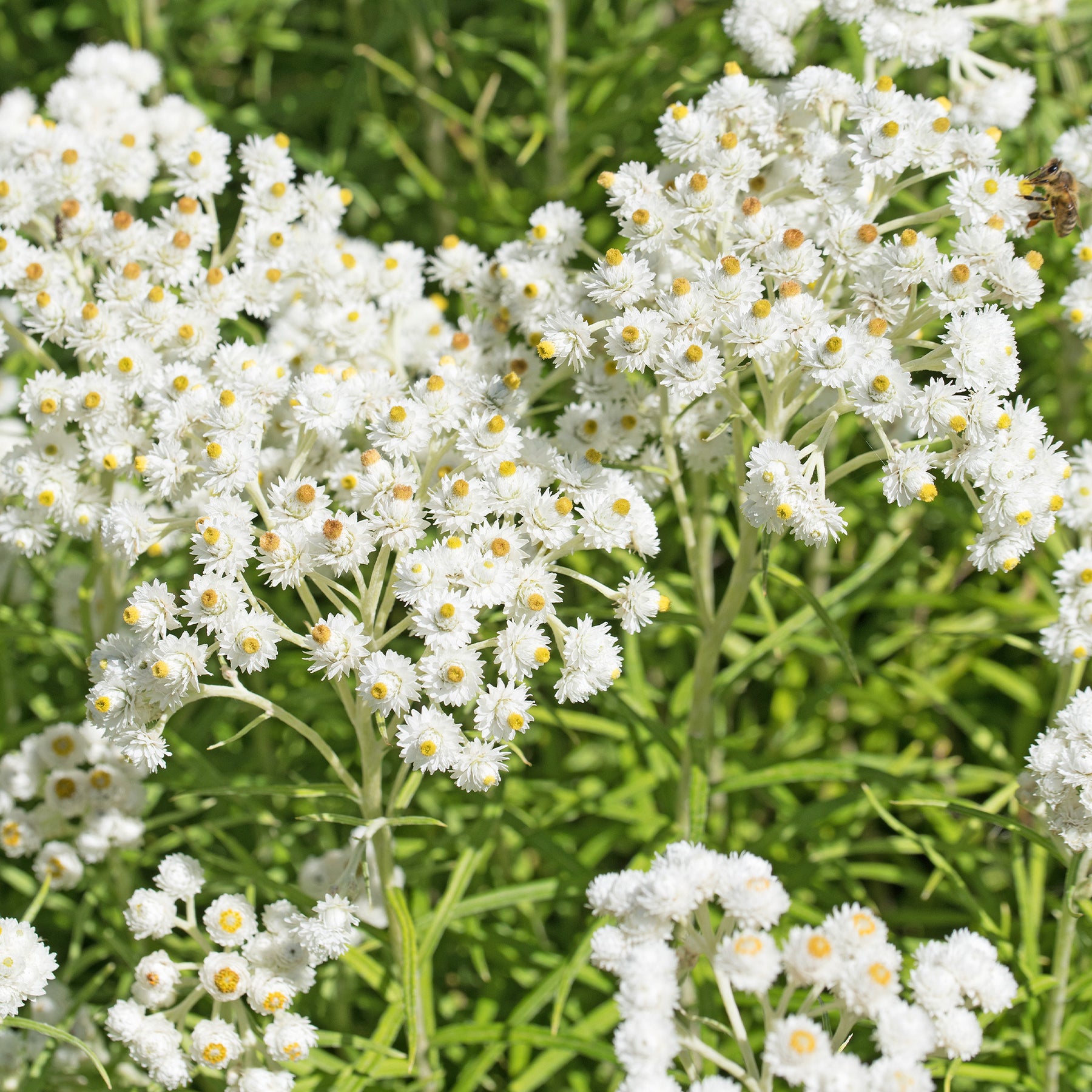 Le massif été fleuri - 18 plantes vivaces - Superficie environ 2 m² - Collections de vivaces - Willemse
