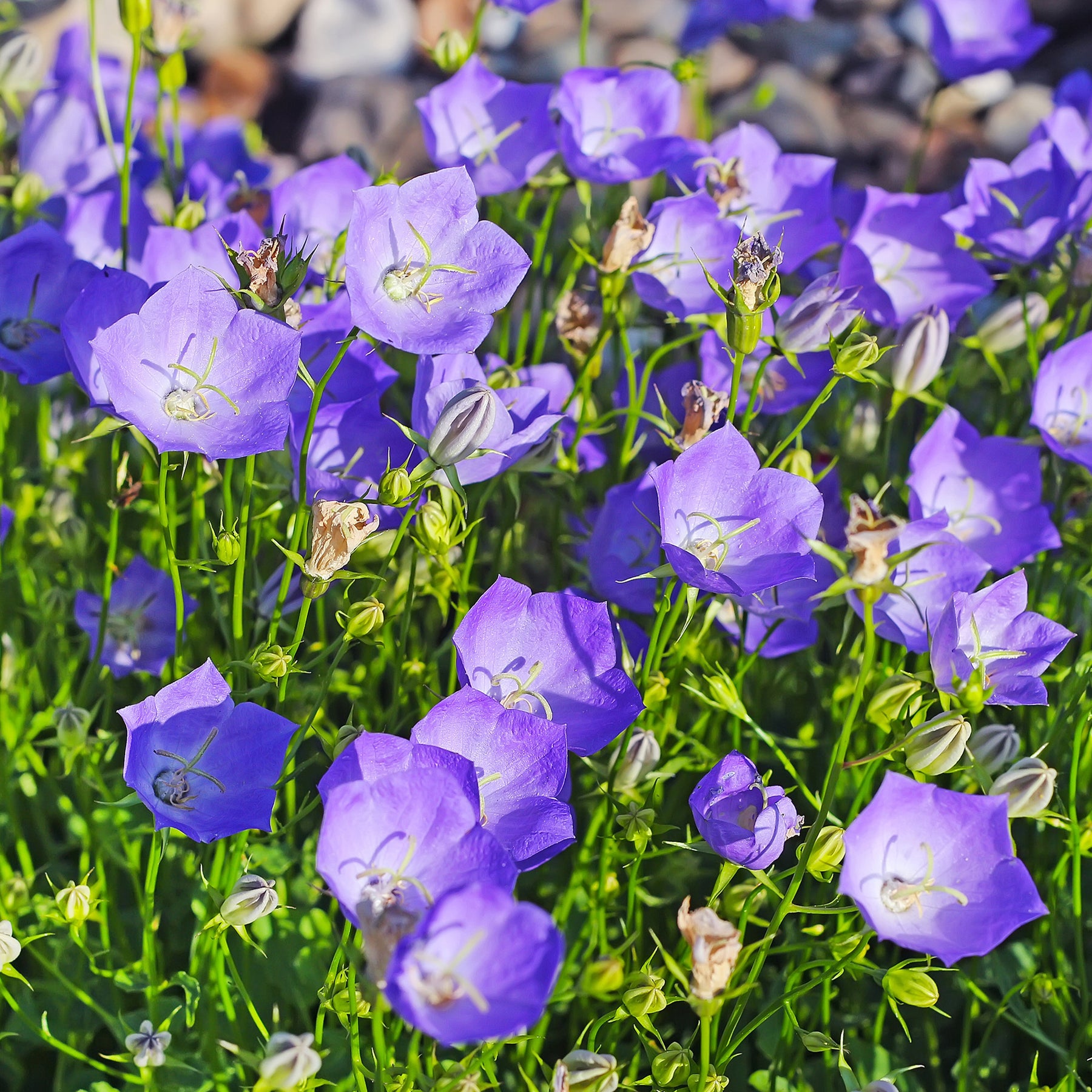 Vente Collections de vivaces - Le massif été fleuri - 18 plantes vivaces - Superficie environ 2 m²